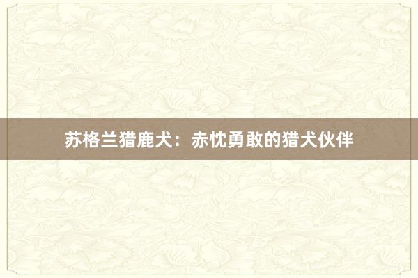 苏格兰猎鹿犬：赤忱勇敢的猎犬伙伴