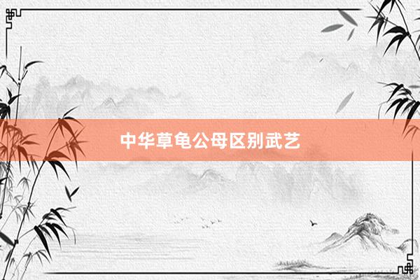 中华草龟公母区别武艺